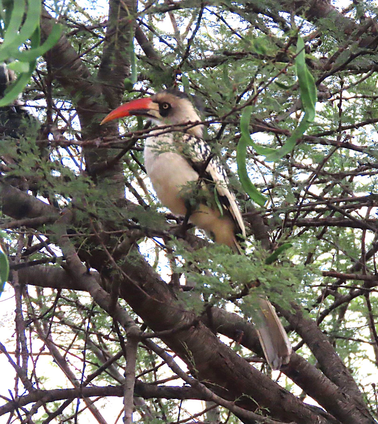 Tanzanian Red-billed Hornbill (Tockus ruahae), photo 1