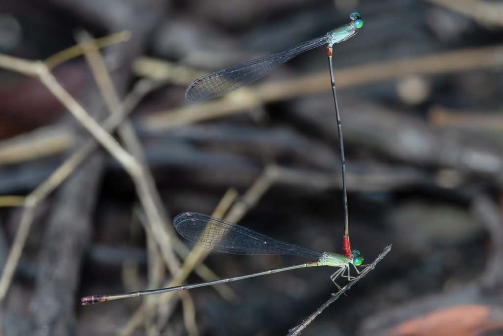 Teinobasis rubricauda