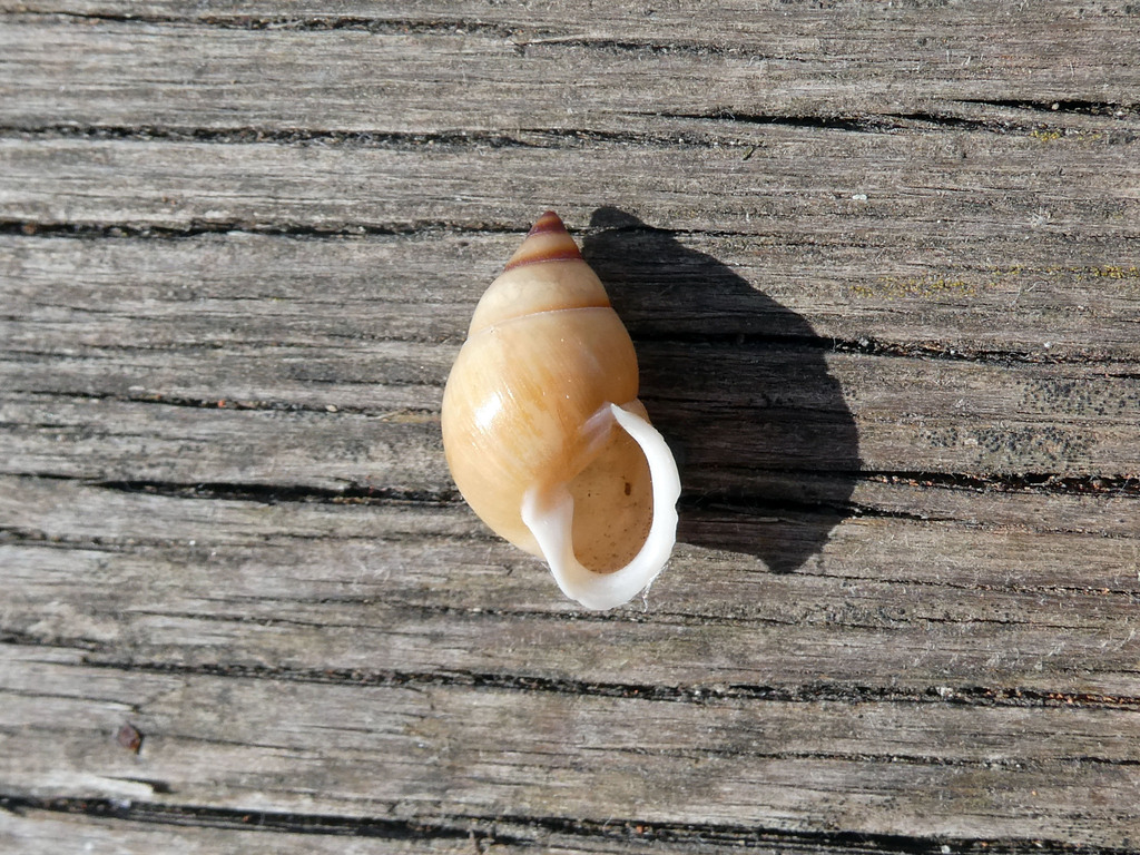 Yellow Tree Snail
