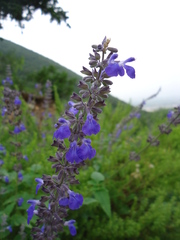 Salvia urolepis