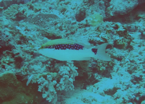 Variola louti