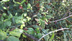 Boquila trifoliolata