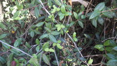 Boquila trifoliolata