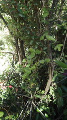 Boquila trifoliolata