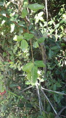 Boquila trifoliolata