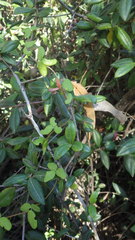 Boquila trifoliolata