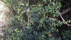 Boquila trifoliolata