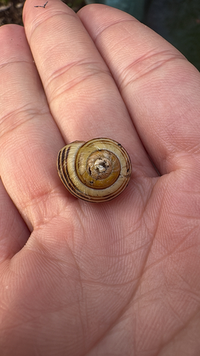 Cepaea
