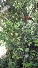 Boquila trifoliolata