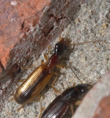 Leptotrachelus dorsalis