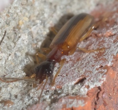 Leptotrachelus dorsalis