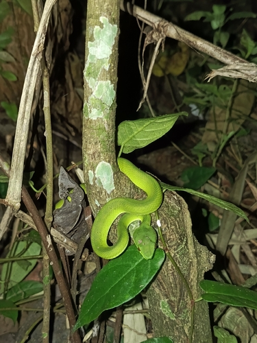 White-lipped Island Pitviper