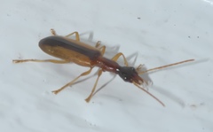 Leptotrachelus dorsalis