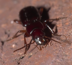 Stenomorphus californicus rufipes