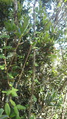 Boquila trifoliolata