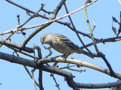 Setophaga coronata