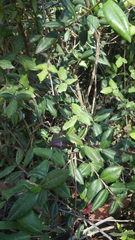 Boquila trifoliolata