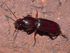 Stenomorphus californicus rufipes
