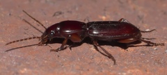Stenomorphus californicus rufipes