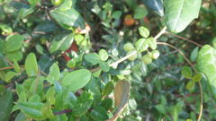 Boquila trifoliolata