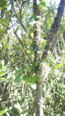 Boquila trifoliolata