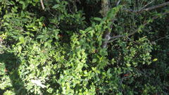 Boquila trifoliolata