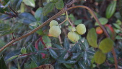 Boquila trifoliolata