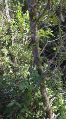 Boquila trifoliolata