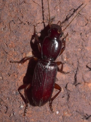 Stenomorphus californicus rufipes
