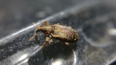 Dorytomus ictor