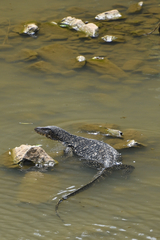 Varanus salvator salvator
