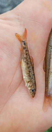 Round-scaled barbel (Barbus cyclolepis) — Cyprinidae — 2