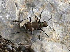 Cicindela sylvicola