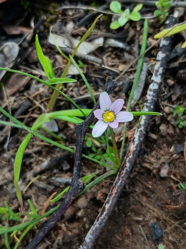 Small-flowered onion grass (Romulea minutiflora)