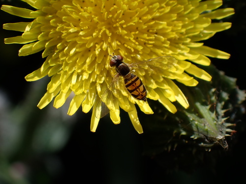 Unknown species found near Andrew Molera State Park, Big Sur, CA, US