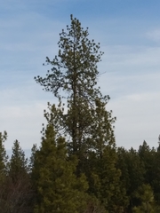 Pinus ponderosa ponderosa
