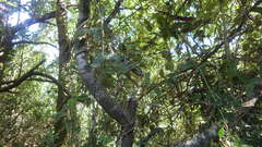 Boquila trifoliolata