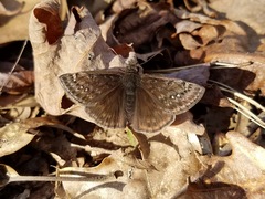 Erynnis juvenalis juvenalis