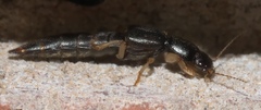 Pinophilus