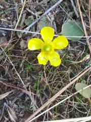 Ranunculus glaberrimus