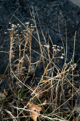 Solidago ptarmicoides