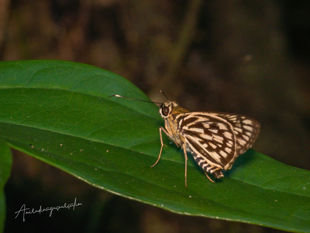 Plastingia tessellata (Plastingia tessellata)