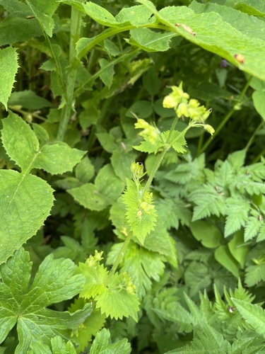 Scrophularia chrysantha, photograph 1
