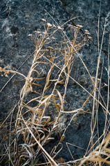 Solidago ptarmicoides