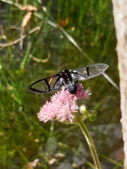 Arctiinae
