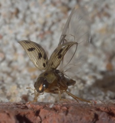 Berosus pantherinus