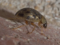 Berosus pantherinus