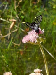 Arctiinae