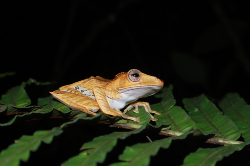 Polypedates otilophus