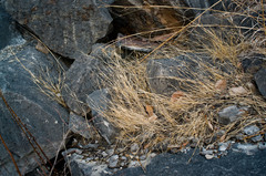 Sporobolus neglectus